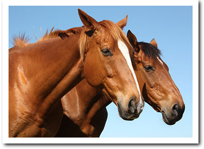 Nibbler and the Phantom - lethargic.