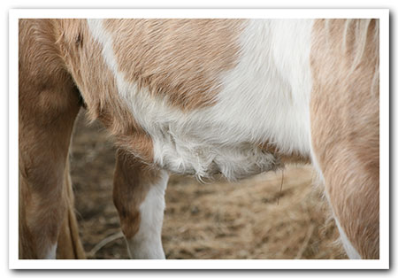 persil grass affected!