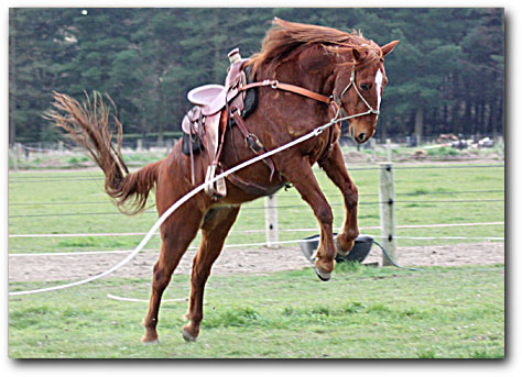 Nevavda - grass affected!