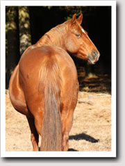 Merlot at 5 months pregnant