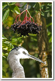 elderberry and grey heron