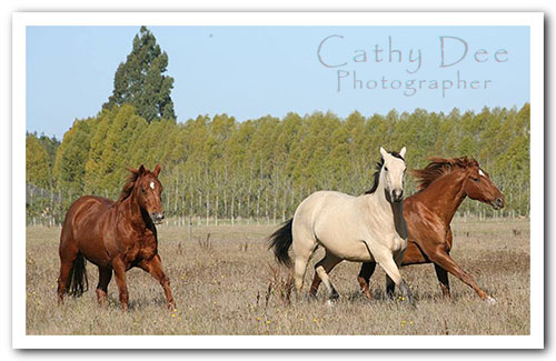 Cherokee at the beach