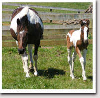 Mare and foal