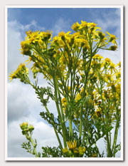 Ragwort