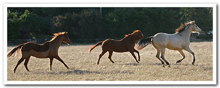 persil grass affected!