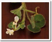 Sub-terranean clover