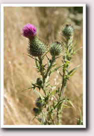 thistle