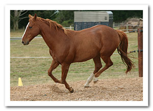 Lochie showing classic back legs together canter