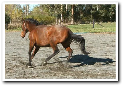 Milly trying to canter