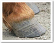 lines around hoof wall