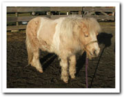 Dimples with Cushings