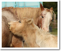 Dimples and Cherokee