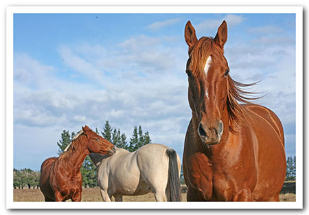 persil grass affected!