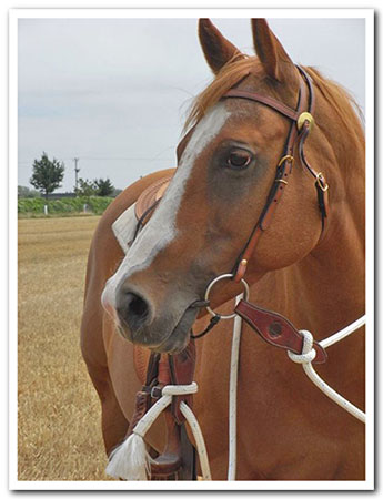 Chic a worried horse no more.