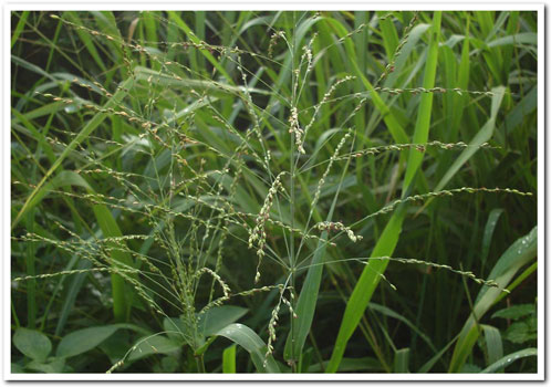 Guinea grass