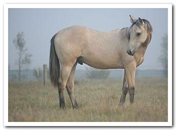 Zephyr - photographed by Cathy Dee