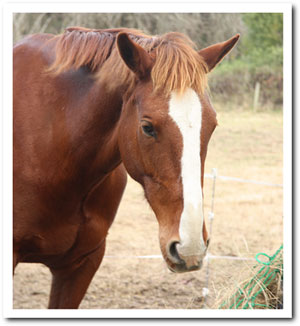 head flicker looking miserable