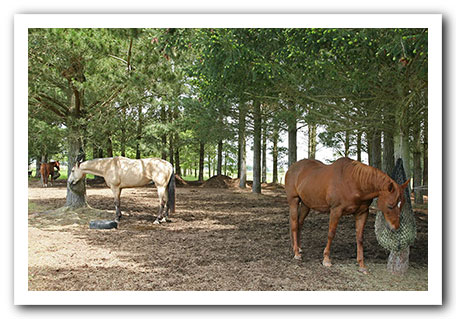 persil grass affected!